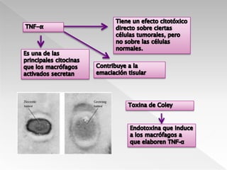 Reacción general de fase agudaReacción de fase agudaInhibe el desarrollo de agentes patógenos