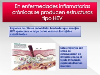 Fomenta la reacción inmunitaria