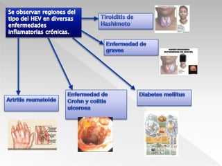 Activa el complementoDepósito de C3b sobre gérmenes para ser fagocitados