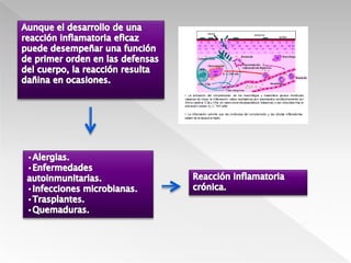 Enfermedades autoinmunitarias Microorganismos que evaden la fagocitosis Los autoantígenos activan de manera sostenida a las células TInducenInflamación crónica ProduceEmaciación que acompañan a muchos tipos de cáncerLesión tisular grave 