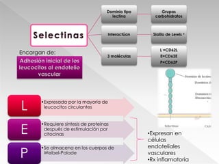 Encargan de:Adhesión inicial de los leucocitos al endotelio vascularExpresan en células endoteliales vasculares