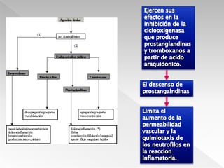 Activa a los macrófagos, muestran aumento en la expresión de MHC II, mayor producción de citocinas, incremento de la actividad microbicida lo cual los hace más eficaces en la presentación de antígenos y la muerte de patógenos intracelulares.   IFN-ϒtiene diversas actividades pleiotrópicas y contribuye a la reacción inflamatoria 
