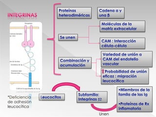 Proteínas heterodiméricasCadena α y una βIntegrinasMoléculas de la matriz extracelularSe unenCAM : Interacción  célula-célulaVariedad de unión a CAM del endotelio vascularCombinación y acumulación  Probabilidad de unión eficaz : migración leucocíticaExpresanMiembros de la familade las Ig