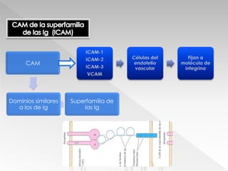Proteínas de Rx inflamatoriaSubfamilia:Integrinas β2Leucocitos *Deficiencia de adhesión leucocíticaUnen
