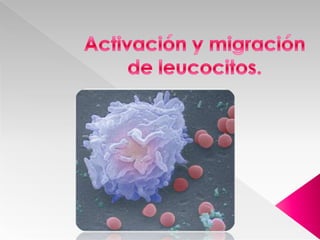 Activación y migración de leucocitos. 