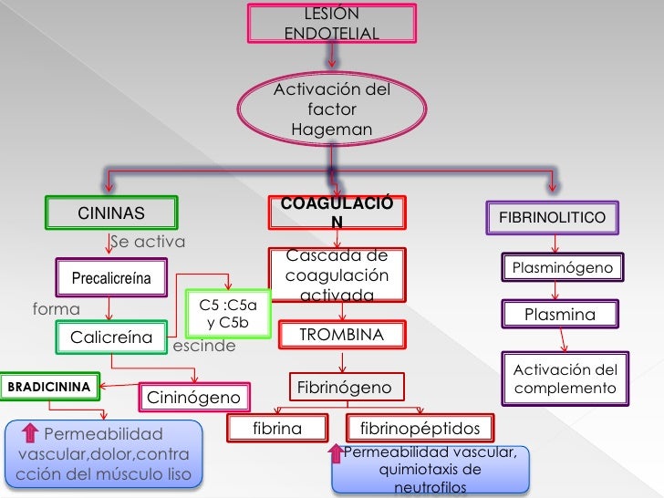 Activación y migración de leucocitos1mayra