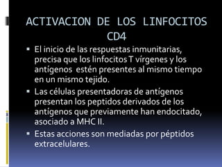 ACTIVACION DE LOS LINFOCITOS
CD4
 El inicio de las respuestas inmunitarias,
precisa que los linfocitosT vírgenes y los
antígenos estén presentes al mismo tiempo
en un mismo tejido.
 Las células presentadoras de antígenos
presentan los peptidos derivados de los
antígenos que previamente han endocitado,
asociado a MHC II.
 Estas acciones son mediadas por péptidos
extracelulares.
 