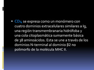  CD4 se expresa como un monómero con
cuatro dominios extracelulares similares a Ig,
una región transmembranaria hidrófoba y
una cola citoplasmática sumamente básica
de 38 aminoácidos. Esta se une a través de los
dominios N-terminal al dominio β2 no
polimorfo de la molécula MHC II.
 