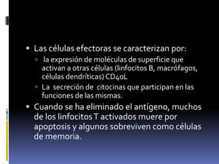  Las células efectoras se caracterizan por:
 la expresión de moléculas de superficie que
activan a otras células (linfocitos B, macrófagos,
células dendríticas) CD40L
 La secreción de citocinas que participan en las
funciones de las mismas.
 Cuando se ha eliminado el antígeno, muchos
de los linfocitosT activados muere por
apoptosis y algunos sobreviven como células
de memoria.
 