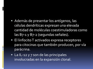  Además de presentar los antígenos, las
células dendríticas expresan una elevada
cantidad de moléculas coestimuladoras como
las B7-1 y B7-2 (segundas señales).
 El linfocitoT activados expresa receptores
para citocinas que también producen, por vía
parácrina.
 La IL-12 y 7 son de las principales
involucradas en la expansión clonal.
 