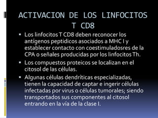 ACTIVACION DE LOS LINFOCITOS
T CD8
 Los linfocitosT CD8 deben reconocer los
antígenos peptidicos asociados a MHC I y
establecer contacto con coestimuladosres de la
CPA o señales producidas por los linfocitosTh.
 Los compuestos proteicos se localizan en el
citosol de las células.
 Algunas células dendríticas especializadas,
tienen la capacidad de captar e ingerir células
infectadas por virus o células tumorales; siendo
transportados sus componentes al citosol
entrando en la vía de la clase I.
 