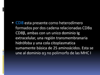  CD8 esta presente como heterodímero
formados por dos cadena relacionadas CD8α
CD8β, ambas con un unico dominio Ig
extracelular, una región transmembranaria
hidrófoba y una cola citoplasmatica
sumamente básica de 25 aminoácidos. Esta se
une al dominio α3 no polimorfo de las MHC I
 
