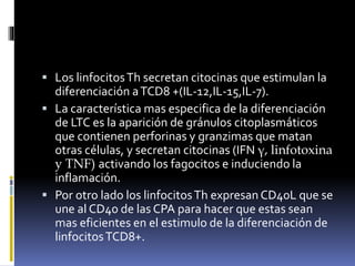 Los linfocitosTh secretan citocinas que estimulan la
diferenciación aTCD8 +(IL-12,IL-15,IL-7).
 La característica mas especifica de la diferenciación
de LTC es la aparición de gránulos citoplasmáticos
que contienen perforinas y granzimas que matan
otras células, y secretan citocinas (IFN γ, linfotoxina
y TNF) activando los fagocitos e induciendo la
inflamación.
 Por otro lado los linfocitosTh expresanCD40L que se
une al CD40 de las CPA para hacer que estas sean
mas eficientes en el estimulo de la diferenciación de
linfocitosTCD8+.
 