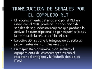 TRANSDUCCION DE SENALES POR
EL COMPLEJO RLT
 El reconocimiento del antigeno por el RLT en
union con el MHC produce una secuencia de
señales de segundos mensajeros que produce la
activación transcripcional de genes particulares y
la entrada de la célula al ciclo celular.
 La activación supone la integración de señales
provenientes de multiples receptores
 La respuesta bioquimica inicial incluye el
agrupamiento de los correceptores con el
receptor del antigeno y la fosforilación de las
ITAM
 