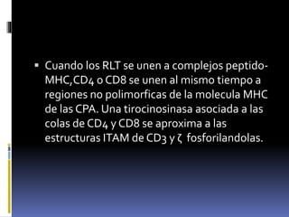  Cuando los RLT se unen a complejos peptido-
MHC,CD4 o CD8 se unen al mismo tiempo a
regiones no polimorficas de la molecula MHC
de las CPA. Una tirocinosinasa asociada a las
colas de CD4 y CD8 se aproxima a las
estructuras ITAM de CD3 y ζ fosforilandolas.
 
