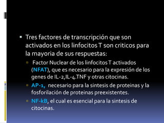  Tres factores de transcripción que son
activados en los linfocitosT son criticos para
la mayoria de sus respuestas:
 Factor Nuclear de los linfocitosT activados
(NFAT), que es necesario para la expresión de los
genes de IL-2,IL-4.TNF y otras citocinas.
 AP-1, necesario para la sintesis de proteinas y la
fosforilación de proteinas preexistentes.
 NF-kB, el cual es esencial para la sintesis de
citocinas.
 