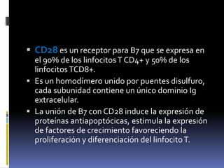  CD28 es un receptor para B7 que se expresa en
el 90% de los linfocitosT CD4+ y 50% de los
linfocitosTCD8+.
 Es un homodímero unido por puentes disulfuro,
cada subunidad contiene un único dominio Ig
extracelular.
 La unión de B7 con CD28 induce la expresión de
proteínas antiapoptócicas, estimula la expresión
de factores de crecimiento favoreciendo la
proliferación y diferenciación del linfocitoT.
 