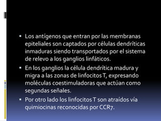  Los antígenos que entran por las membranas
epiteliales son captados por células dendríticas
inmaduras siendo transportados por el sistema
de relevo a los ganglios linfáticos.
 En los ganglios la célula dendrítica madura y
migra a las zonas de linfocitosT, expresando
moléculas coestimuladoras que actúan como
segundas señales.
 Por otro lado los linfocitosT son atraídos vía
quimiocinas reconocidas por CCR7.
 
