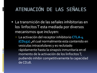 ATENUACIÓN DE LAS SEÑALES
 La transmición de las señales inhibitorias en
los linfocitosT esta mediada por diversos
mecanismos que incluyen:
 La activación del receptor inhibitorio CTLA-4
(CD152) ,el cual normalmente esta contenido en
vesiculas intracelulares y es reclutado
rápidamente hasta la sinapsis inmunitaria en el
momento de la activación de los linfocitosT;
pudiendo inhibir competitivamente la capacidad
de CD28.
 