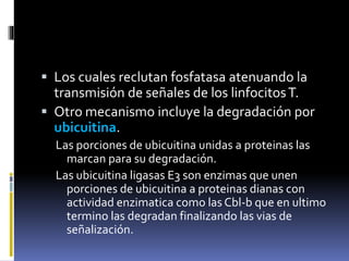  Los cuales reclutan fosfatasa atenuando la
transmisión de señales de los linfocitosT.
 Otro mecanismo incluye la degradación por
ubicuitina.
Las porciones de ubicuitina unidas a proteinas las
marcan para su degradación.
Las ubicuitina ligasas E3 son enzimas que unen
porciones de ubicuitina a proteinas dianas con
actividad enzimatica como las Cbl-b que en ultimo
termino las degradan finalizando las vias de
señalización.
 