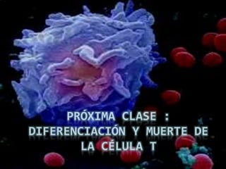 PRÓXIMA CLASE :
DIFERENCIACIÓN Y MUERTE DE
LA CÉLULA T
 