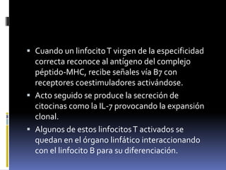  Cuando un linfocitoT virgen de la especificidad
correcta reconoce al antígeno del complejo
péptido-MHC, recibe señales vía B7 con
receptores coestimuladores activándose.
 Acto seguido se produce la secreción de
citocinas como la IL-7 provocando la expansión
clonal.
 Algunos de estos linfocitosT activados se
quedan en el órgano linfático interaccionando
con el linfocito B para su diferenciación.
 
