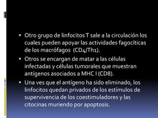  Otro grupo de linfocitosT sale a la circulación los
cuales pueden apoyar las actividades fagocíticas
de los macrófagos (CD4/Th1).
 Otros se encargan de matar a las células
infectadas y células tumorales que muestran
antígenos asociados a MHC I (CD8).
 Una ves que el antígeno ha sido eliminado, los
linfocitos quedan privados de los estímulos de
supervivencia de los coestimuladores y las
citocinas muriendo por apoptosis.
 