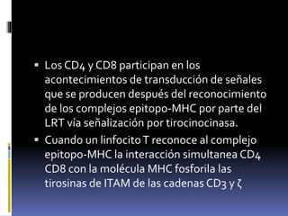  Los CD4 y CD8 participan en los
acontecimientos de transducción de señales
que se producen después del reconocimiento
de los complejos epitopo-MHC por parte del
LRT vía señalización por tirocinocinasa.
 Cuando un linfocitoT reconoce al complejo
epitopo-MHC la interacción simultanea CD4
CD8 con la molécula MHC fosforila las
tirosinas de ITAM de las cadenas CD3 y ζ
 