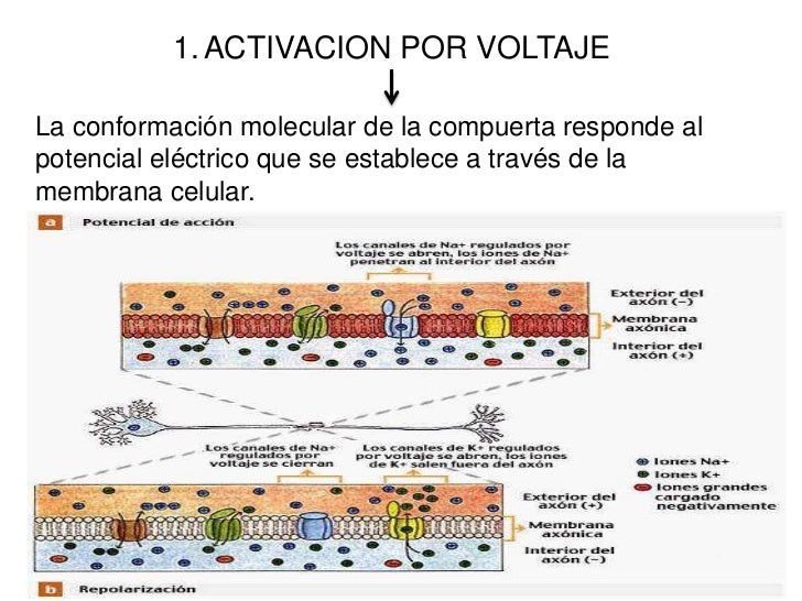Resultado de imagen para CANALES PROTEICOS POR VOLTAJE