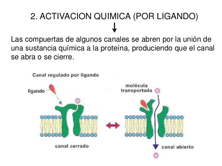 Resultado de imagen para CANALES PROTEICOS POR LIGANDO