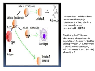 Los linfocitos T colaboradores
reconocen el complejo
molecular, con la ayuda de la
expresión de sus co-
receptoresCD4 (CD4+).
Al activarse los LT liberan
citoquinas y otras señales de
estimulación (flechas verdes) las
cuales provocan un aumento en
la actividad de macrófagos,
linfocitos asesinos naturales(NK)
y linfocitos B
 
