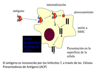 antígeno
internalización
procesamiento
unión a
MHC
Presentación en la
superficie de la
célula
célula
presentadora
de antígeno
(APC)
El antígeno es reconocido por los linfocitos T, a través de las Células
Presentadoras de Antígeno (ACP)
 