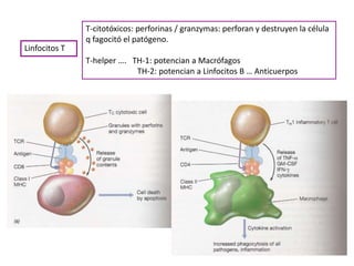 Linfocitos T
T-citotóxicos: perforinas / granzymas: perforan y destruyen la célula
q fagocitó el patógeno.
T-helper …. TH-1: potencian a Macrófagos
TH-2: potencian a Linfocitos B … Anticuerpos
 