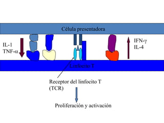 Célula presentadora
Linfocito T
Receptor del linfocito T
(TCR)
IL-1
TNF-
IFN-
IL-4
Proliferación y activación
 