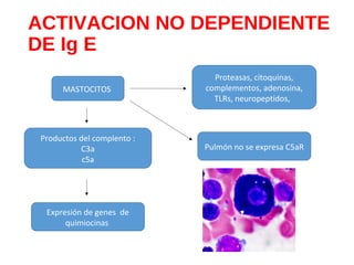 ACTIVACION NO DEPENDIENTE
DE Ig E
MASTOCITOS
Proteasas, citoquinas,
complementos, adenosina,
TLRs, neuropeptidos,
Productos del complento :
C3a
c5a
Expresión de genes de
quimiocinas
Pulmón no se expresa C5aR
 