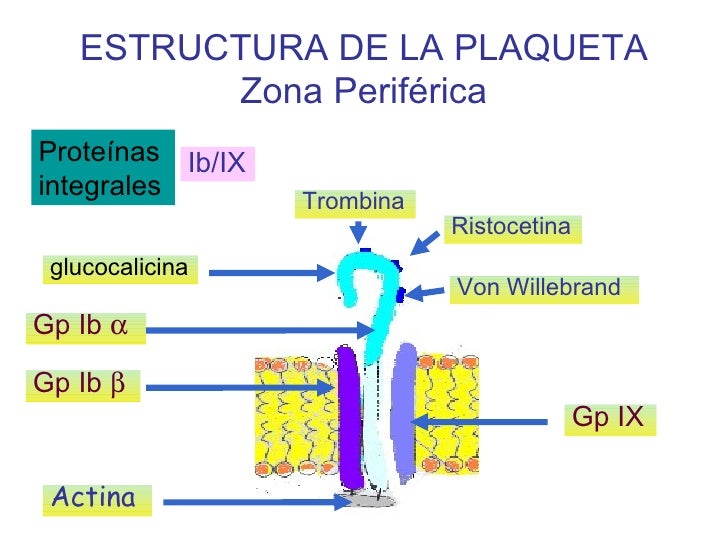 Activacion plaqueta