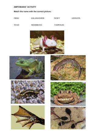 AMPHIBIANS' ACTIVITY
Match the name with the correct picture:
FROG SALAMANDER NEWT AXOLOTL
TOAD MEMBRANE TADPOLES
 