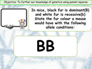 Objective: To further our knowledge of genetics using punnet squares.
In mice, black fur is dominant(B)
and white fur is recessive(b)
State the fur colour a mouse
would have with the following
allele conditions:
BB
 
