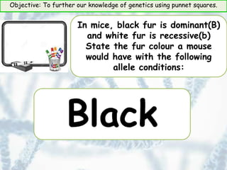 Objective: To further our knowledge of genetics using punnet squares.
In mice, black fur is dominant(B)
and white fur is recessive(b)
State the fur colour a mouse
would have with the following
allele conditions:
Black
 