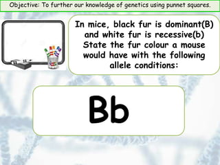 Objective: To further our knowledge of genetics using punnet squares.
In mice, black fur is dominant(B)
and white fur is recessive(b)
State the fur colour a mouse
would have with the following
allele conditions:
Bb
 