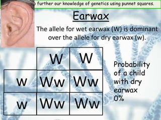 Objective: To further our knowledge of genetics using punnet squares.
Earwax
The allele for wet earwax (W) is dominant
over the allele for dry earwax (w).
W
w
w
Ww Ww
Ww Ww
Probability
of a child
with dry
earwax
0%
W
 