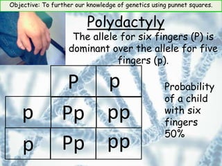 Objective: To further our knowledge of genetics using punnet squares.
Polydactyly
The allele for six fingers (P) is
dominant over the allele for five
fingers (p).
P
p
p
Pp pp
Pp pp
Probability
of a child
with six
fingers
50%
p
 