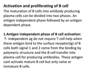 Activation and proliferating of B cell
The maturation of B cells into antibody producing
plasma cells can be divided into two phases. An
antigen independent phase followed by an antigen
dependent phase.
1.Antigen independent phase of B cell activation:
T- independent ag do not require T-cell help when
these antigen bind to the surface receptor(Ig) of B
cells both signal 1 and 2 come from the binding by
polymeric structure and the B cell transfer into
plasma cell for producing antibodies. These antigen
cant activate mature B cell but only naïve or
immature B cells.
 