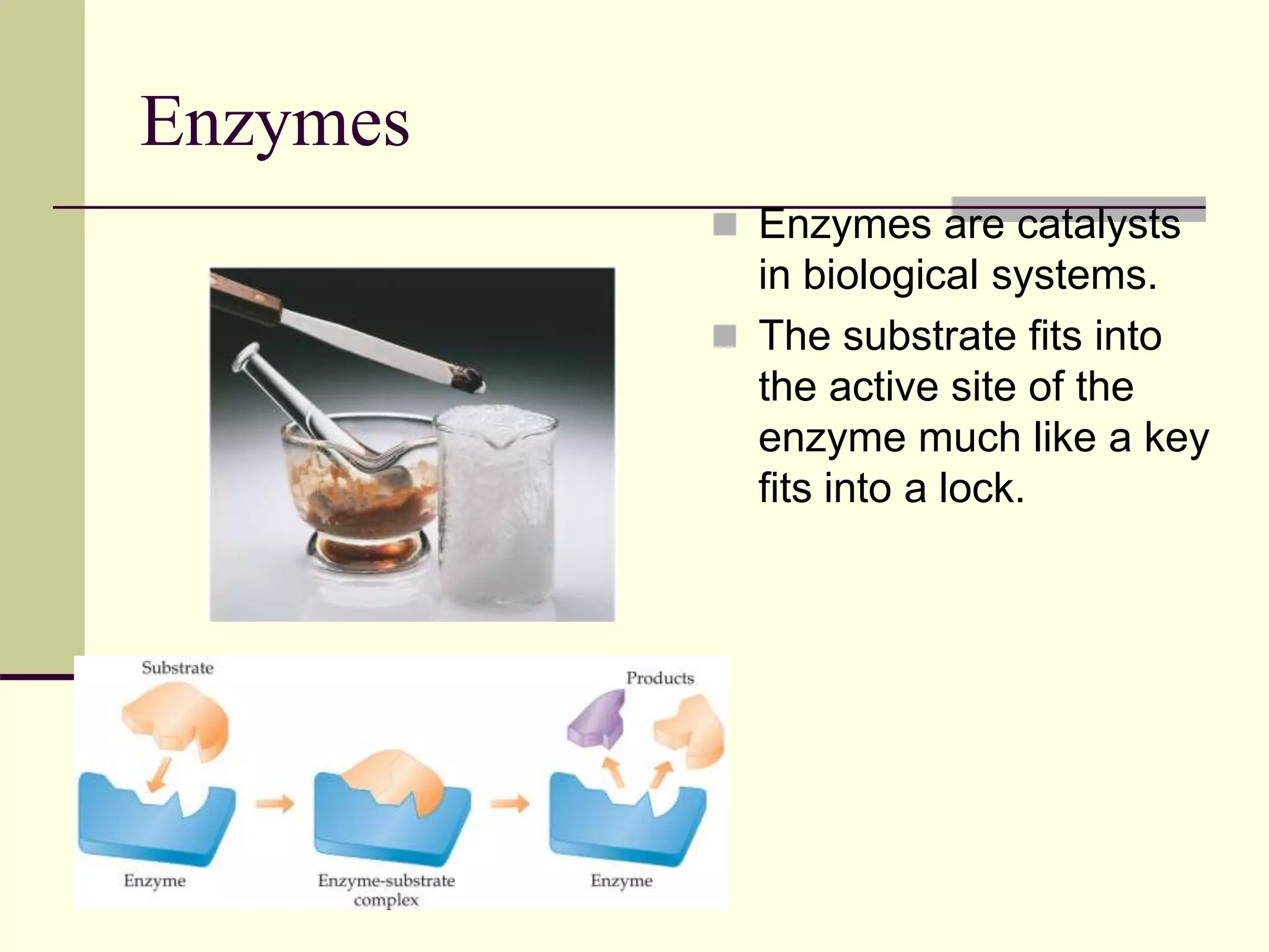 Enzymes
 Enzymes are catalysts
in biological systems.
 The substrate fits into
the active site of the
enzyme much like a key
fits into a lock.
 
