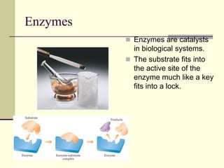 Enzymes
 Enzymes are catalysts
in biological systems.
 The substrate fits into
the active site of the
enzyme much like a key
fits into a lock.
 
