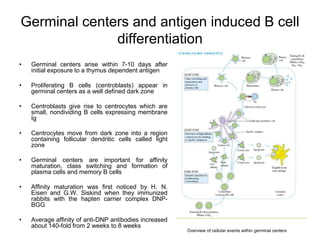 Germinal centers and antigen induced B cell
differentiation
• Germinal centers arise within 7-10 days after
initial exposure to a thymus dependent antigen
• Proliferating B cells (centroblasts) appear in
germinal centers as a well defined dark zone
• Centroblasts give rise to centrocytes which are
small, nondividing B cells expressing membrane
Ig
• Centrocytes move from dark zone into a region
containing follicular dendritic cells called light
zone
• Germinal centers are important for affinity
maturation, class switching and formation of
plasma cells and memory B cells
• Affinity maturation was first noticed by H. N.
Eisen and G.W. Siskind when they immunized
rabbits with the hapten carrier complex DNP-
BGG
• Average affinity of anti-DNP antibodies increased
about 140-fold from 2 weeks to 8 weeks
Overview of cellular events within germinal centers
 