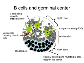 B cells and germinal center
Rapidly dividing and mutating B cells
deep in the center
Antigen-retaining FDCs
Macrophage
capturing dead B
cells
B cells being
tested for
antibody affinity
Dark zone
Light zone
centrocytes
centroblasts
 