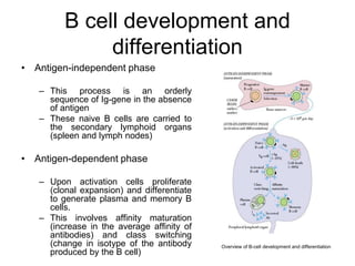 • Antigen-independent phase
– This process is an orderly
sequence of Ig-gene in the absence
of antigen
– These naive B cells are carried to
the secondary lymphoid organs
(spleen and lymph nodes)
• Antigen-dependent phase
– Upon activation cells proliferate
(clonal expansion) and differentiate
to generate plasma and memory B
cells.
– This involves affinity maturation
(increase in the average affinity of
antibodies) and class switching
(change in isotype of the antibody
produced by the B cell)
Overview of B-cell development and differentiation
B cell development and
differentiation
 