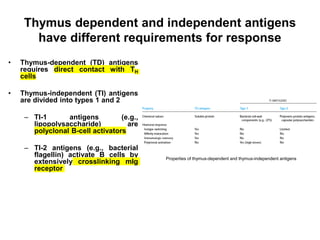Thymus dependent and independent antigens
have different requirements for response
• Thymus-dependent (TD) antigens
requires direct contact with TH
cells
• Thymus-independent (TI) antigens
are divided into types 1 and 2
– TI-1 antigens (e.g.,
lipopolysaccharide) are
polyclonal B-cell activators
– TI-2 antigens (e.g., bacterial
flagellin) activate B cells by
extensively crosslinking mIg
receptor
Properties of thymus-dependent and thymus-independent antigens
 