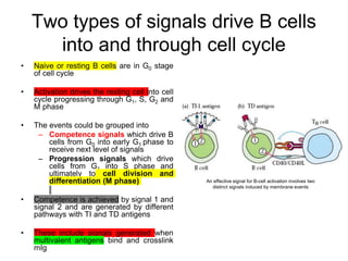 Two types of signals drive B cells
into and through cell cycle
• Naive or resting B cells are in G0 stage
of cell cycle
• Activation drives the resting cell into cell
cycle progressing through G1, S, G2 and
M phase
• The events could be grouped into
– Competence signals which drive B
cells from G0 into early G1 phase to
receive next level of signals
– Progression signals which drive
cells from G1 into S phase and
ultimately to cell division and
differentiation (M phase)
• Competence is achieved by signal 1 and
signal 2 and are generated by different
pathways with TI and TD antigens
• These include signals generated when
multivalent antigens bind and crosslink
mIg
An effective signal for B-cell activation involves two
distinct signals induced by membrane events
 